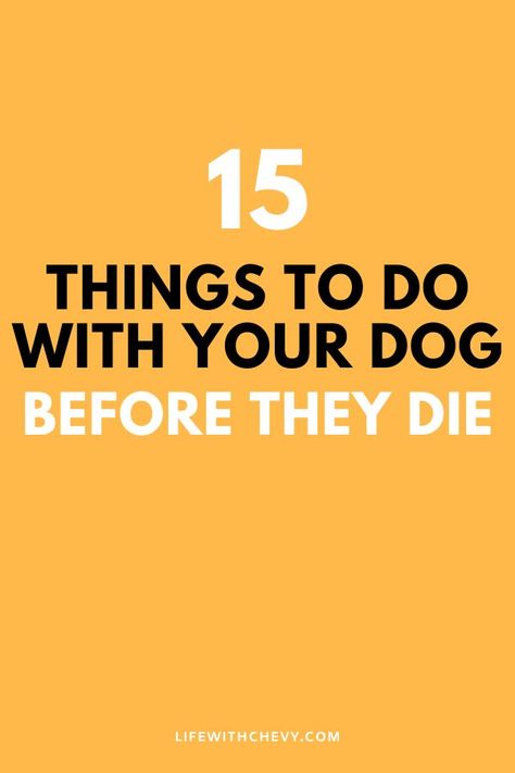 things to do with your dog Dog Essentials Products, Dog Bucket List, Bucket List Quotes, Dog At Home, Relaxed Dog, Bucket List Life, Dog Movies, Tail Wagging, Dog Essentials