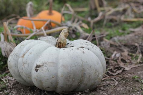 How To Grow Jarrahdale Pumpkins [Care Tips, Photos and More] - Garden Tabs