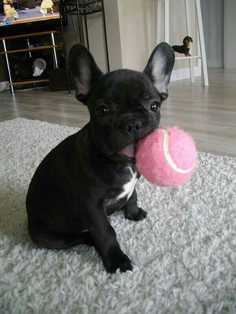 French bulldog playing fetch the pink ball 😍 Puppies Cutest, Bulldog Training, Merle French Bulldog, French Bulldog Facts, French Bulldog Funny, Bulldog Francese, French Bulldog Dog, Frenchie Puppy, French Bulldog Puppy