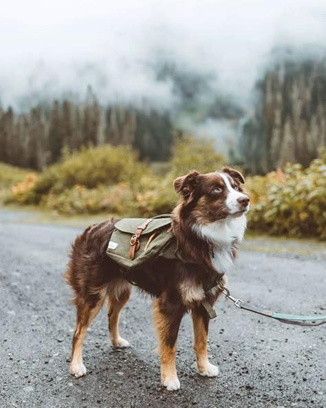 Is It Really Worth It, Shepherd Dog Breeds, Aussie Puppies, Mini Aussie, Aussie Dogs, Hiking Dogs, Fur Mom, Australian Shepherd Dogs, Dog Backpack