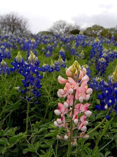 Bluebonnet Art, Texas Culture, Pink Texas, French Music, Rufus Sewell, Texas Art, Beach Room, Nursery Paintings, Plant Photography