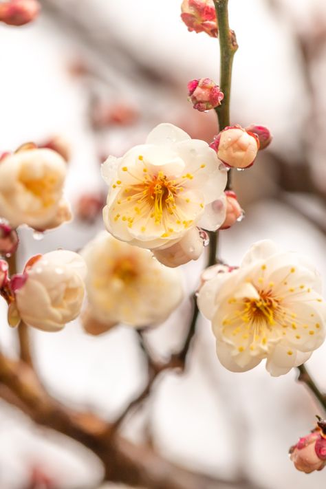 Peach Blossoms Aesthetic, Vietnamese Flowers, Apricot Flowers, Peach Blossom, Peach Blossom Tree, Prunus Mume, Lewis Ginter Botanical Garden, Apricot Tree, Apricot Blossom