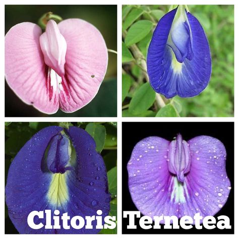 #Clitoria  #ternatea (Kembang Telang) Malay Name  Also known as  #Pukingan scientific name   #Kembang atau bunga telang (Clitoria ternatea)   #Fabaceae family ( beans family) commonly known as Asian  #pigeonwings,  #butterfly pea,  #cordofan pea and Darwin pea #botanical  gin drink   Clitoria ternatea with honey! For Brain Enhancement and Antistress.  http://crwd.fr/2FbyzNj Clitoria Flower Tattoo, Clitoria Ternatea Flower, Feminism Tattoo, Bunga Telang, Brain Enhancement, Gin Drinks, Feminine Health, Butterfly Pea, Vegetable Garden Design