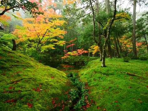 Moss Temple, Moss Garden, Zen Buddhism, Fig Tree, The Temple, Travel Bucket List, Buddhism, Kyoto, Fig