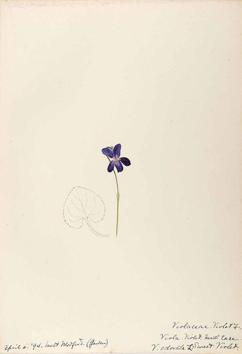 Violet Flower Tattoos, Violet Tattoo, Flower Violet, World Of Flowers, Illustration Botanique, Sweet Violets, Subtle Tattoos, Up Tattoos, Small Tattoo Designs