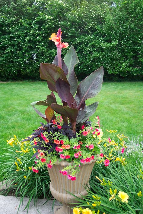 Canna Chocolate, Canna Lily Garden, Cana Lily, Plants For Small Gardens, Canna Lilies, Canna Lily, Lily Garden, Short Plants, Container Gardening Flowers