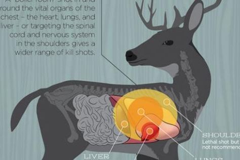 Where to Target Your Deer Shot (infographic) | Bass Pro Shops Deer Shot, Deer Hunting Tips, Hunting Tips, Heart And Lungs, A Deer, Deer Hunting, Lungs, Survival Skills, Bass