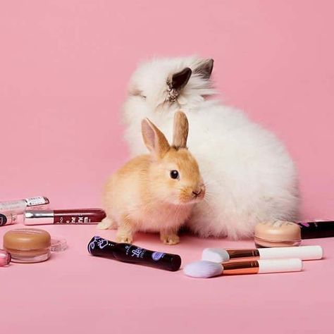 Stop Animal Testing, Bunny Makeup, Facial Oils, Glow Primer, Panda Eyes, Social Campaign, Animal Love, Oil For Dry Skin, Bronzer Brush