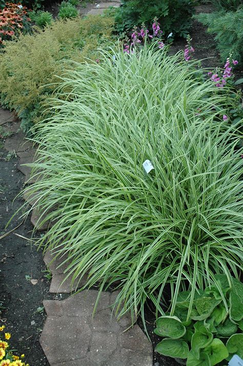 Carex Ice Dance, Japanese Sedge, Carex Grass, Perennial Grasses, Aesthetic Garden, California Garden, Garden Aesthetic, Fast Growing Plants, Ice Dance