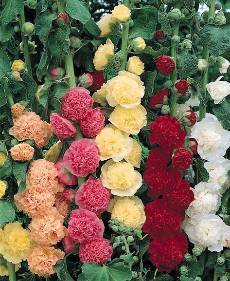 Chater's Double Mix hollyhock Holly Hocks, Hollyhocks Flowers, Flower Spike, Flower Gardens, Flowers Perennials, Garden Cottage, Flowers Garden, Planting Seeds, Flower Seeds