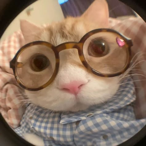 Nerd Cat, Cutest Cats Ever, Funny Looking Cats, Cat Profile, Silly Cats Pictures, Cute Cats Photos, Cat Icon, Silly Animals, Wearing Glasses