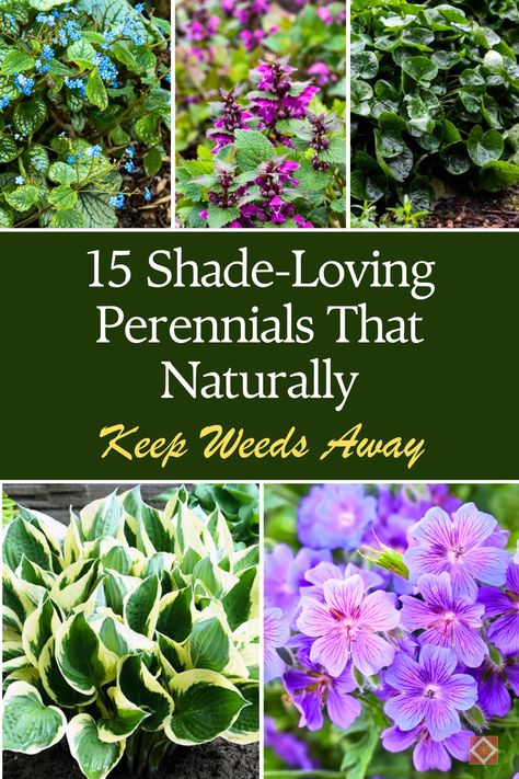 Looking for a natural way to control weeds in your shady garden spots? These 15 shade-loving perennials not only add beauty to your garden but also help suppress weed growth. With dense foliage and ground coverage, these plants naturally outcompete weeds, making your gardening life easier. Save this pin to explore more about natural weed prevention with shade-loving perennials for a hassle-free garden! Shady Flower Bed Ideas, Dense Garden, Flower Garden Ideas Landscaping, Shade Landscaping, Landscaping Ideas Front Yard, Rock Garden Ideas, Creative Landscaping, Drought Tolerant Perennials, Shade Garden Design