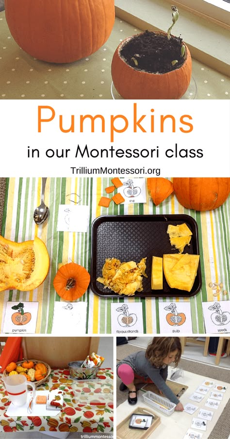 Pumpkins in Our Montessori Class - Trillium Montessori October Montessori Shelves, Montessori Pumpkin Activities, Pumpkin Exploration Preschool, Pumpkin Montessori Activities, Montessori Halloween Activities, Montessori Pumpkin, Montessori Fall Activities, Pumpkin Preschool Activities, Montessori Halloween