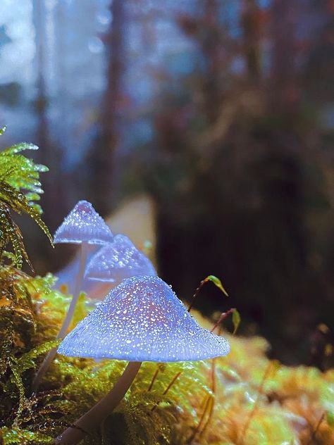 Blue Mushrooms, 23 Style, Mushroom Plant, Mushroom Pictures, Plant Fungus, Mushroom Fungi, Summer 16, Wild Mushrooms, Foto Art