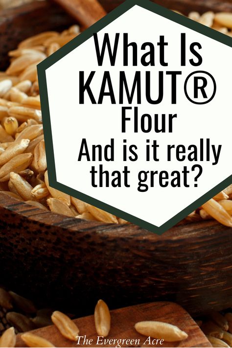 text "what is kamut flour and is it really that great- the evergreen acre" black text white background kamut wheat berries in a wooden bowl Khorasan Flour Recipes, Kamut Bread Machine Recipes, Kamut Flour Recipes, Kamut Bread Recipes, Kamut Pancakes, Kamut Sourdough Bread, Kamut Sourdough, Kamut Recipes, Kamut Bread