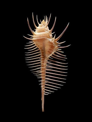 size: 12x9in Photographic Print: Venus comb murex sea snail shell : Murex Shell Tattoo, Venus Shell, Sea Snail Shell, Murex Shell, Sea Bed, Sea Princess, Big Sea, Molluscs, Spooky Tattoos