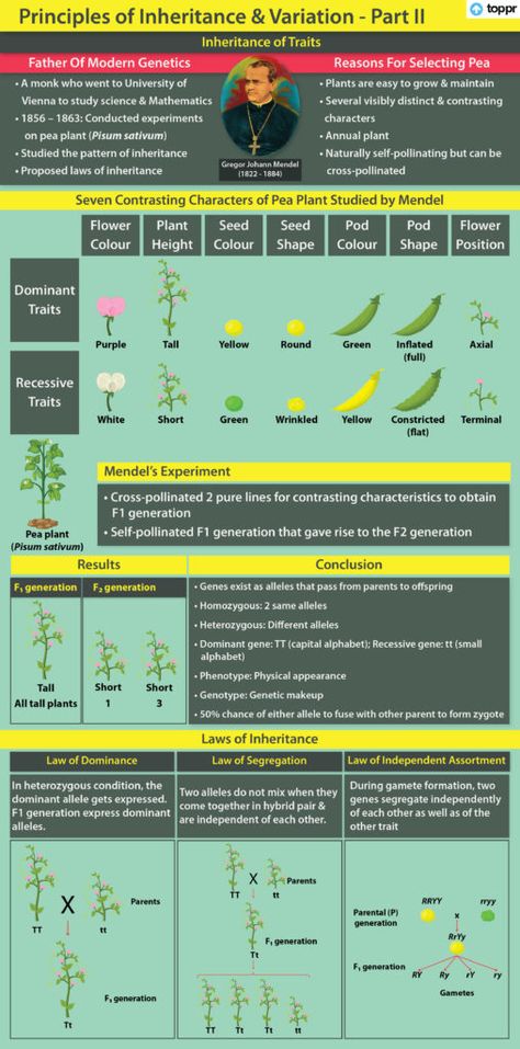 Non Mendelian Inheritance, Mendelian Inheritance, Gregor Mendel, Cell Structure, Small Letters, Annual Plants, Biology, Chemistry, Physics