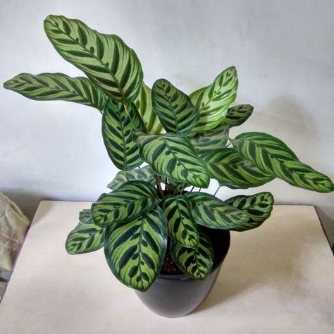 Calathea Makoyana, Peacock Plant, Vase, Plants, Home Decor, Home Décor