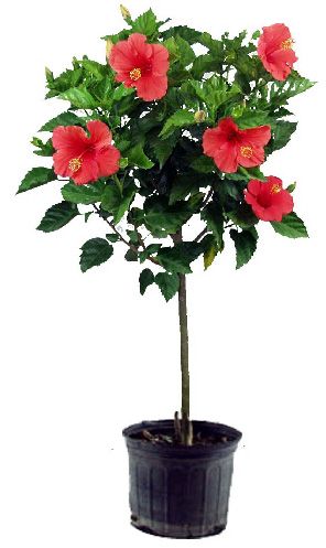 Hibiscus Tree Care, Hibiscus Bush, Growing Hibiscus, Hibiscus Garden, Hibiscus Tree, Household Plants, Hibiscus Plant, Container Gardening Flowers, Pansies Flowers