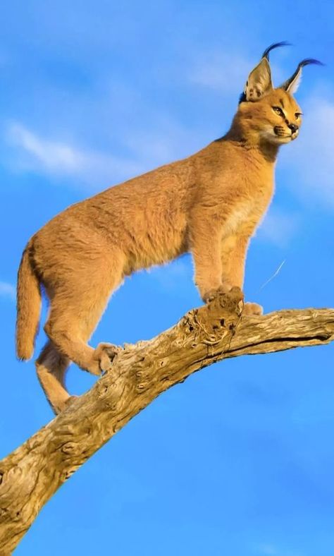 ♔ Caracal Caracal Wallpaper, Wild Cat Species, Caracal Cat, Cat Ages, Exotic Cats, Arte Animal, Cute Animal Photos, Warrior Cats, Lynx