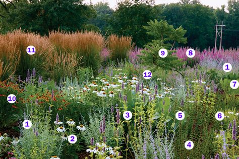 Matrix Planting, Sesleria Autumnalis, Black Adder, Native Plant Landscape, Prairie Planting, Prairie Garden, Native Plant Gardening, Meadow Garden, Dry Garden