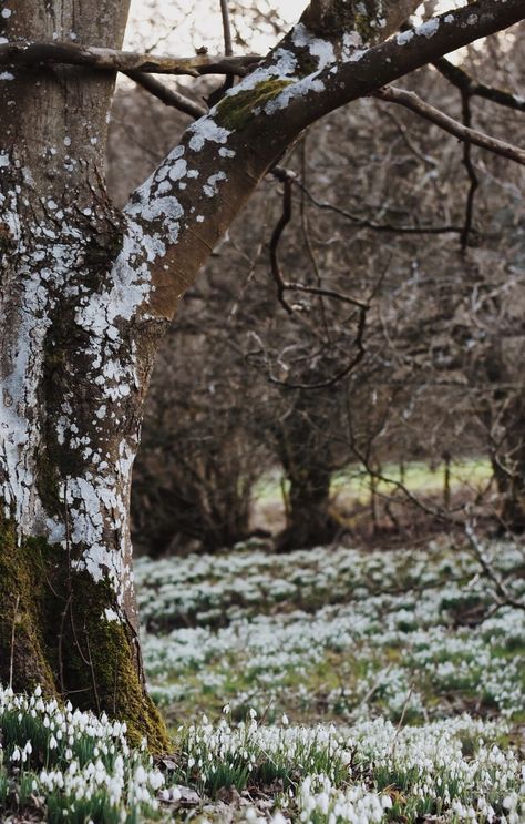 snowdrop valley in the beautiful Radnorshire Hills... Snowdrops Aesthetic, Chaotic Witch, Early Spring Aesthetic, January Vibes, Spring Landscape Photography, Phone Screensaver, Acoustic Guitar Photography, Desert Moon, England Aesthetic