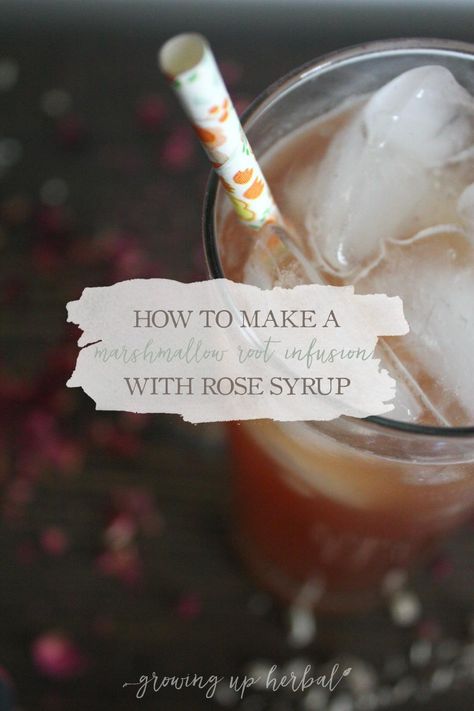 How To Make A Marshmallow Root Infusion With Rose Syrup | Growing Up Herbal | Promote healthy digestive system in your child with this soothing and tasty herbal remedy! Herbal Syrups, Rose Syrup Recipe, Marshmallow Root Tea, Botanical Medicine, Teas For Headaches, Herbal Diy, Cooking With Herbs, Rose Syrup, Herbal Academy