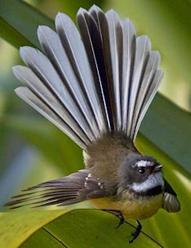 New Zealand fantail (Rhipidura fuliginosa). Fantails are small ... Burung Kakatua, Fear Of Flying, Kinds Of Birds, How To Attract Birds, All Birds, Exotic Birds, Pretty Birds, Bird Photo, Colorful Birds