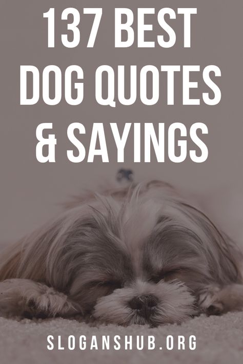 Dog Pet Quotes, Quotes For Pets Love, We Dont Deserve Dogs Quotes, Dog Sister Quotes, Life With Dogs Quotes, Dog Lover Quotes So True, Dog Wisdom Quotes, Funny Dog Quotes Signs, Love A Dog Quotes