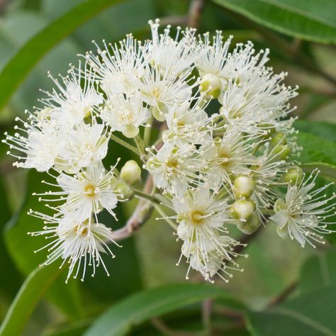 Backhousia Citriodora, Native Bouquet, Myrtle Flower, Tattoo Bts, Myrtus Communis, Lemon Myrtle Essential Oil, Blow Up Santa, Myrtle Essential Oil, Australian Trees