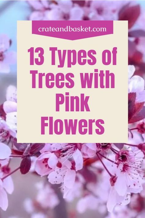 Having the right type of flowering tree in your yard can give the scenery a major uplift. Flowering trees are a perfect means of adding fragrance and color when landscaping. Here are 13 types of trees with pink flowers. Trees With Pink Flowers, Pink Dogwood Tree, Eastern Redbud Tree, Types Of Cherries, Weeping Cherry Tree, Pink Flowering Trees, Types Of Trees, Eastern Redbud, Flowering Cherry Tree