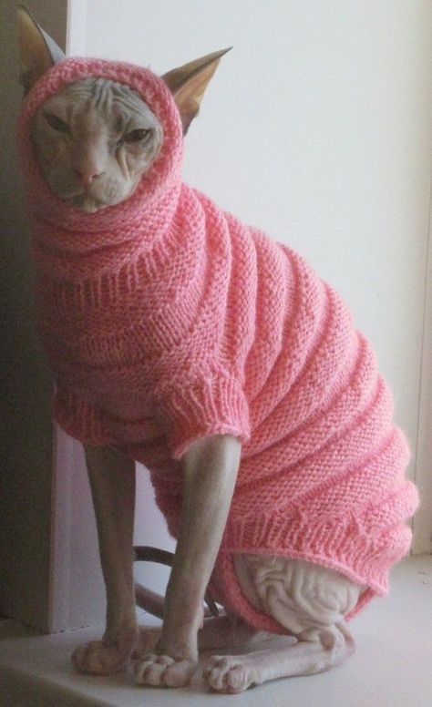 Sphynx Clothes, Cats Clothes, Cute Hairless Cat, Domestic Cat Breeds, Hairless Cats, Sphynx Cat Clothes, Clothes Sweater, Sphinx Cat, Dream's Cat