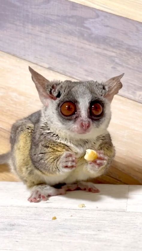 Mouse Lemur, Baby Lemur, Bush Baby, Sugar Glider, Silly Animals, Cool Art Drawings, Cute Little Animals, Nature Animals, Creature Design