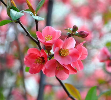 salmon pink Quince blossoms . . ., via Flickr. Botanical Inspiration, Pink Quince, Drawing Flowers, Spring Blossoms, Watercolor Ideas, Language Of Flowers, Beautiful Flowers Wallpapers, Small Garden Design, Botanical Drawings