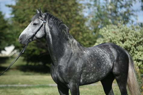 Orlov Trotter stallion Klarnet (”Clarinet”) – @orlovtrotter on Tumblr Orlov Trotter Horse, Pet Claims, Fox Trotter Horse, Orlov Trotter, Kathiyawadi Horse, Marwari Horses, Coat Ideas, Pony Breeds, Horse Pony