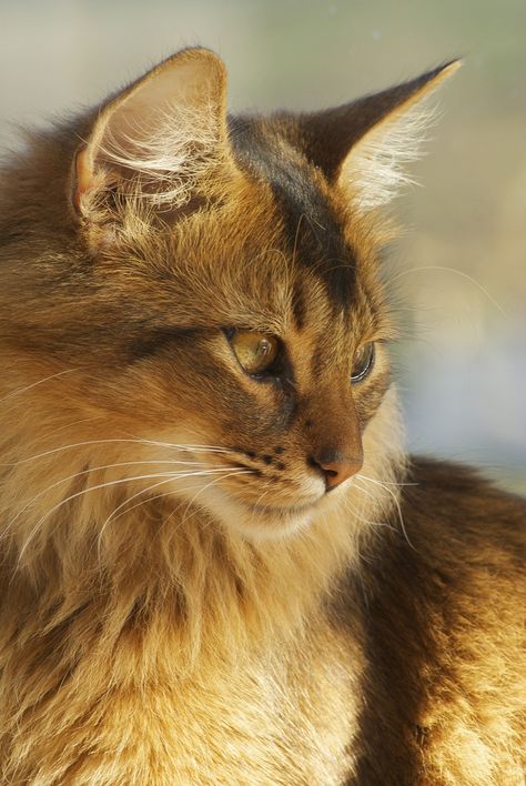 British Golden Cat, African Golden Cat, Long Haired Brown Tabby Cat, Warrior Cats Photography, Golden Cat, Cat Playground Outdoor, Cat Tiger Reflection, Cat Playground, Abyssinian