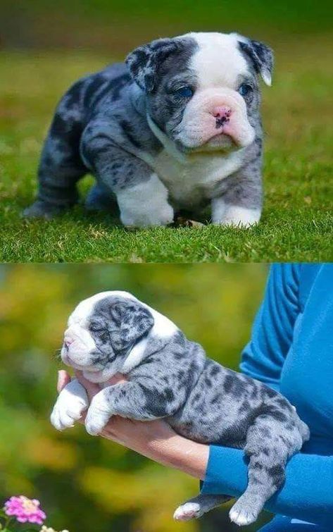 Cute Bulldog Puppies, Bully Breeds Dogs, Bulldog Francese, Super Cute Puppies, English Bulldog Puppies, Baby Animals Pictures, Cute Little Puppies, Blue Merle, Pitbull Puppies