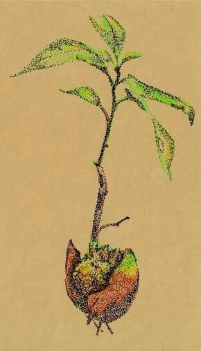 Sapling Tree Illustration, Earth Art Drawing, Seed Tattoo, Spring Drawing, Plant Tattoo, Earth Art, Mural Ideas, Plant Drawing, Tree Illustration