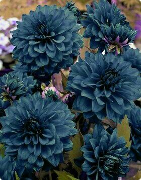 Blue Dahlia Flower, Plum Dahlia, Daliah Flower, Purple Daliah Flower, Dark Purple Dahlia, Azure Bluet Flower, Dark Blue Delphinium, Purple Dahlia, Blue Dahlia