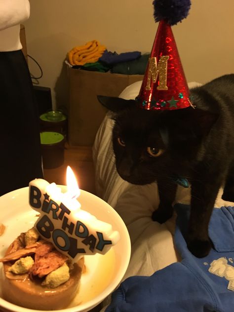 Black Cat Happy Birthday, Cat Birthday Pictures, Birthday Reaction Pic, Cursed Birthday, Birthday For Cat, Black Cat Birthday, Happy 17th Birthday, Birthday Cat, Cat Birthday Party