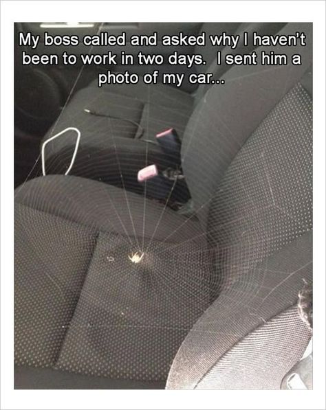 10 Cringe Worthy Yet Hilarious Spider Memes - I Can Has Cheezburger? Funny Spider Memes, Spider Meme, Spiders Funny, Chef Hat, Laughing So Hard, Best Funny Pictures, Spiders, Bones Funny, Funny Posts