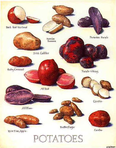 poster-potato | yujunjon | Flickr Yam Or Sweet Potato, Types Of Potatoes, Illustrated Magazine, Food Charts, Cooks Illustrated, Food Info, Food Facts, Food Drawing, Food Poster