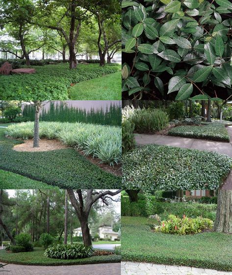 Asiatic Jasmine (Trachelospermum Asiaticum) - Zone 7b-10b Shade-Full Sun 1' Height 2'-3' Spread. Dark green shiny evergreen foliage forms a fast-growing thick blanket with this easy-care groundcover that's great under large shade trees! Deer, Heat, Mildew, Insect, & Drought resistant. Prefers moist, well-drained soil to establish. *Severe cold may cause it to drop some foliage. Asiatic Jasmine Landscaping, Star Jasmine Ground Cover Front Yards, Asiatic Jasmine Ground Cover, Asian Jasmine Groundcover, Groundcover Landscaping, Jasmine Ground Cover, Trachelospermum Asiaticum, Asiatic Jasmine, Southern Landscaping