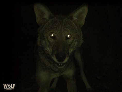 Animal Eyes Glowing In The Dark, Animal Eyes At Night, Reflective Eyes Animal, Wolves Eyes, Werewolf Core, Werewolf Oc, Tapetum Lucidum, Scary Wolf, Red Wolves