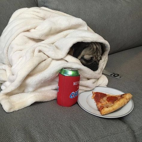 Me everyday #meme #comedy #funny #hilarious #me #literally #everyday #same #representation #dog #pug #blanket #wrapped #wrappedupinablanket #snuggle #drink #soda #tv #appletv #watchingtv #netflix #chill #chilling #chillin #lazy #eating #pizza #goal #goals #dream #sitting #layingdown #laying #lay #couch #spiritanimal #relatable Doug The Pug, Period Humor, Pugs Funny, Pug Love, Pug Life, Funny Animal Pictures, Funny Animal, Animal Memes, Bones Funny