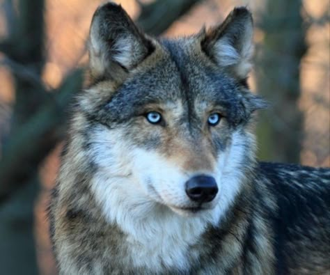 Bad Photoshop, Wolf With Blue Eyes, Hale House, Triple Frontier, Wolf Aesthetic, Wolf Shifter, Wolf Life, Watercolour Florals, Yellowstone River