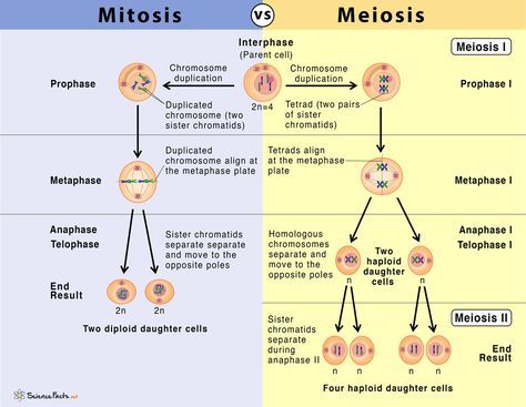 Meiosis Model, Mitosis And Meiosis, Somatic Cell, Genetic Variation, Cell Cycle, 8th Grade Science, Biology Lessons, Nursing School Studying, Comparison Chart