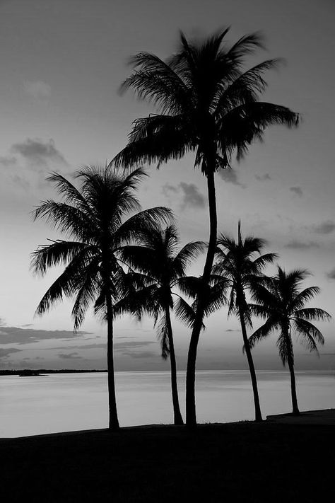 Black And White Palm Tree Wallpaper, Palm Trees Black And White, 12 Pro Max Wallpaper, Iphone 12 Pro Max Wallpaper, Manifesting Aesthetic, Palm Background, Black Quotes Wallpaper, Trees Black And White, Grey Mood