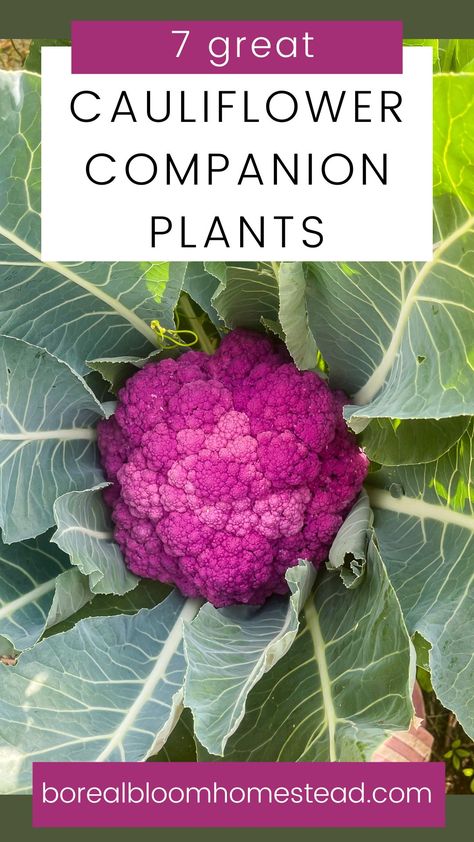 How To Grow Cauliflower From Seed, Cauliflower Companion Plants, Raised Bed Companion Planting, Planting Vegetables In Pots, Planting Cauliflower, Herbs Companion Planting, Grow Cauliflower, Idaho Garden, Growing Cauliflower