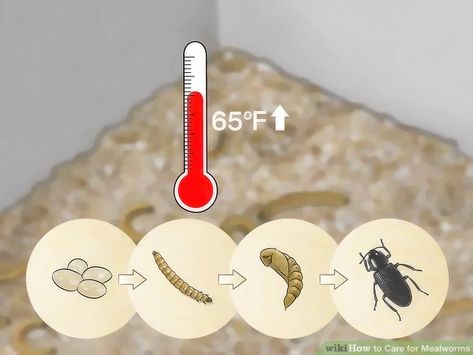 Meal Worms Raising, Mealworm Farm, Worm Beds, Dragon Food, Meal Worms, Red Worms, Chicken Tractors, Worm Composting, Worm Farm